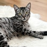 Radio du chat